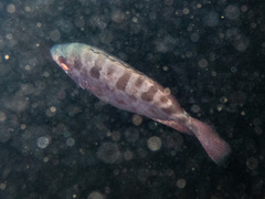 Heteropriacanthus