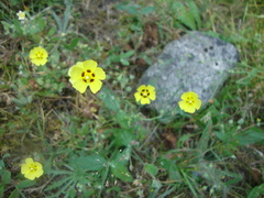 Tuberaria