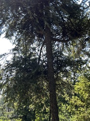 Chrysomyxa arctostaphyli