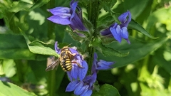 Anthidium manicatum