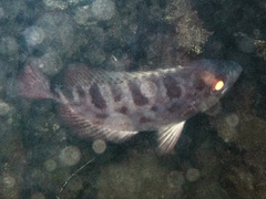 Heteropriacanthus