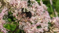 Bombus impatiens