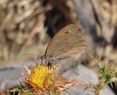 Hyponephele lupinus