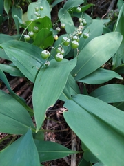 Convallaria majalis