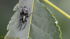 Hitobia unifascigera