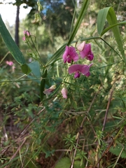 Lathyrus sylvestris