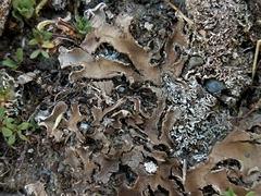 Peltigera ponojensis