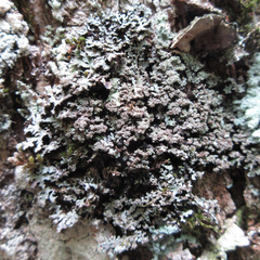 Physconia grumosa