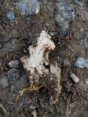 Peltigera ponojensis