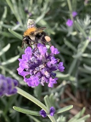 Bombus