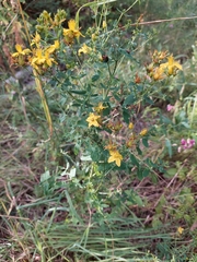 Hypericum perforatum