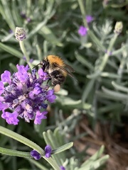 Bombus