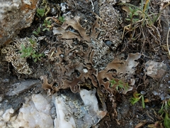 Peltigera ponojensis