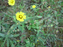 Tuberaria