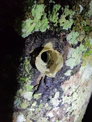 Lepidotrigona flavibasis