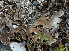 Peltigera ponojensis