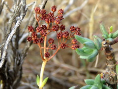 Crassula tetragona rudis