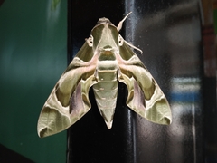 Daphnis nerii