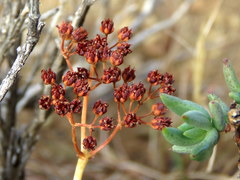 Crassula tetragona rudis