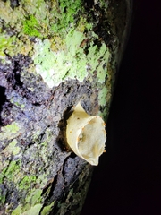 Lepidotrigona flavibasis