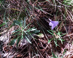 Campanula rotundifolia