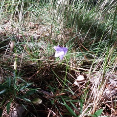 Campanula rotundifolia