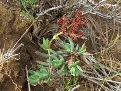 Crassula tetragona rudis
