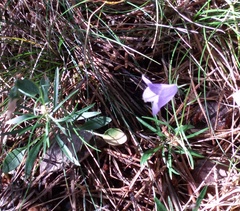 Campanula rotundifolia