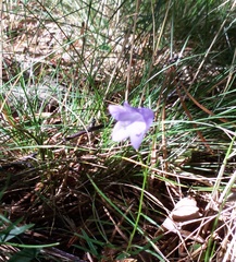 Campanula rotundifolia
