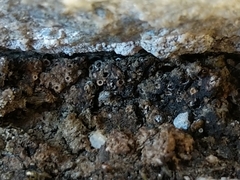 Gyalecta foveolaris