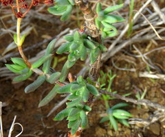 Crassula tetragona rudis