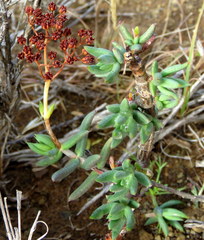 Crassula tetragona rudis