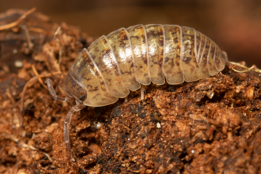 Arcangeli's Pill Woodlouse, photo 1 of 10