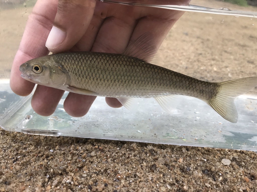 Fallfish from Little Patuxent River, Savage, MD, US on August 02, 2022 ...