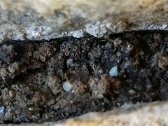 Gyalecta foveolaris