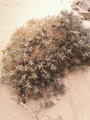 Astragalus tragacantha