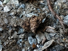 Gyalecta foveolaris