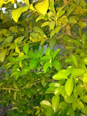 Citrus × limon