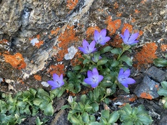 Campanula piperi