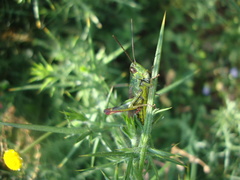 Chorthippus binotatus