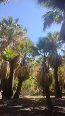 Washingtonia filifera