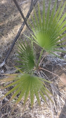 Washingtonia filifera