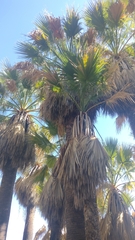 Washingtonia filifera
