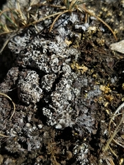 Phaeorrhiza nimbosa
