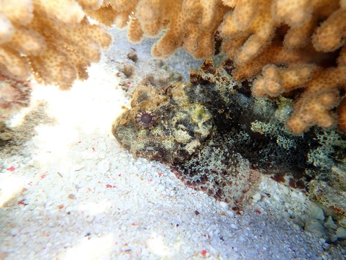 Byno scorpionfish (Parascorpaena aurita) — Scorpaenidae — 4