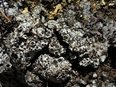 Phaeorrhiza nimbosa