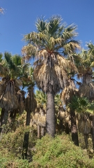 Washingtonia filifera