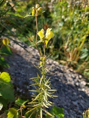 Linaria vulgaris