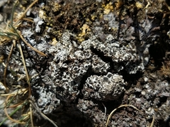 Phaeorrhiza nimbosa