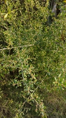 Schinus bumelioides